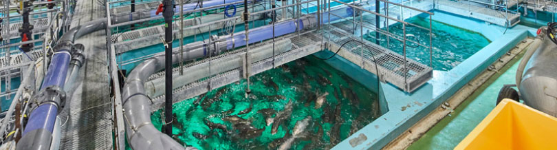 サカナを創る 「第三の波」陸上養殖　第1部（上）“持続可能な水産業”へ